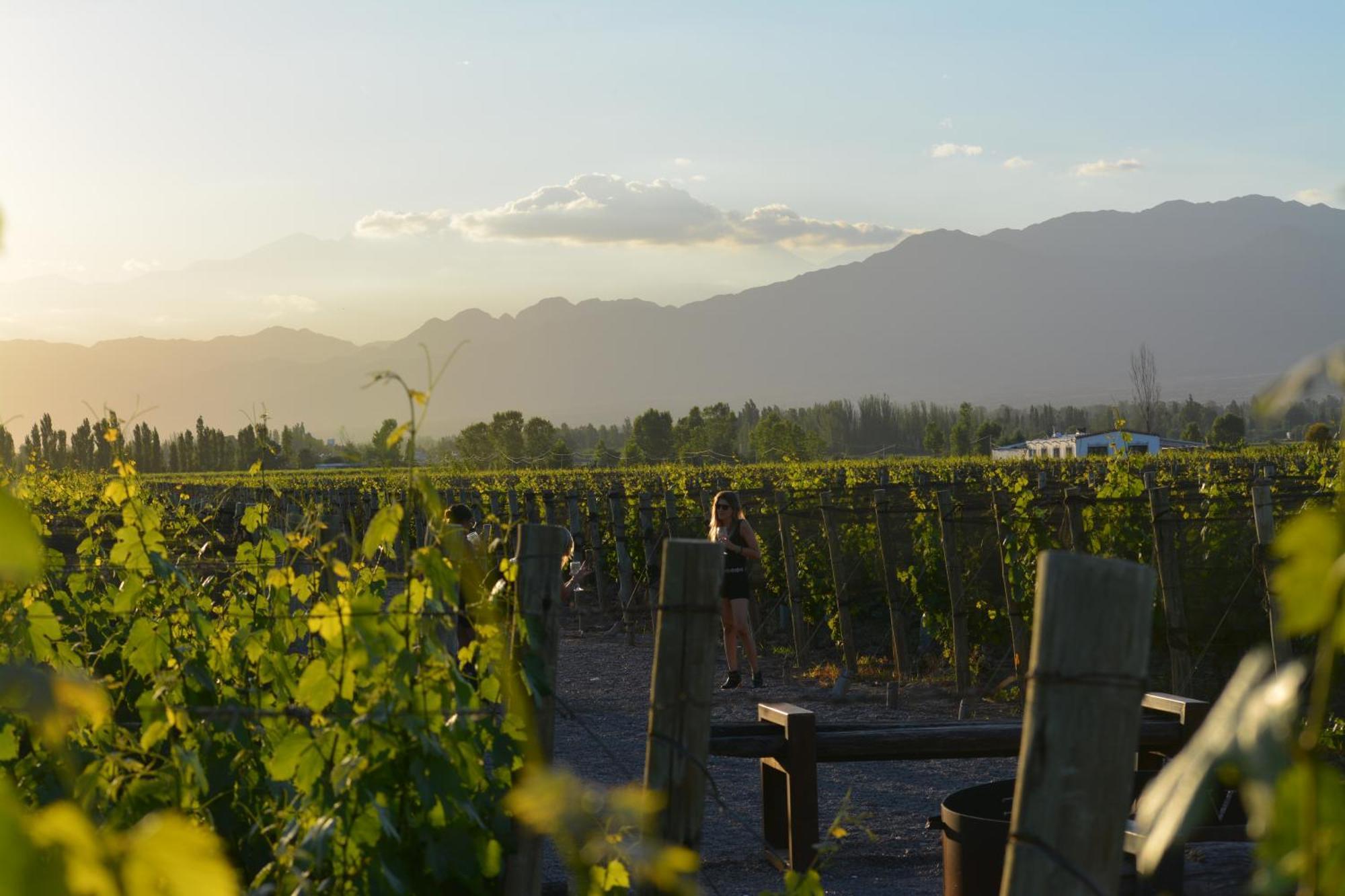 Viamonte Winery Lodge تشاكراس دي كوريا المظهر الخارجي الصورة